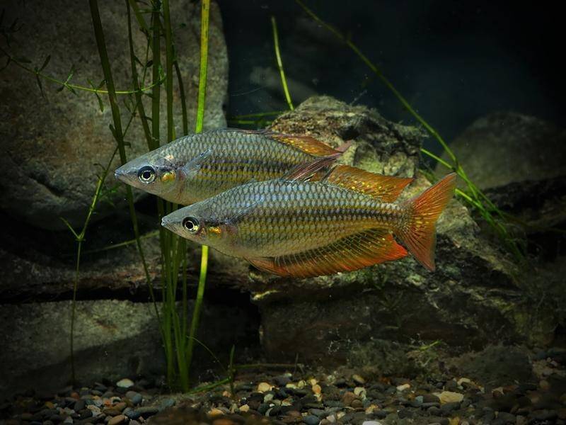 Climate may have 'big impact' on rainforest fish