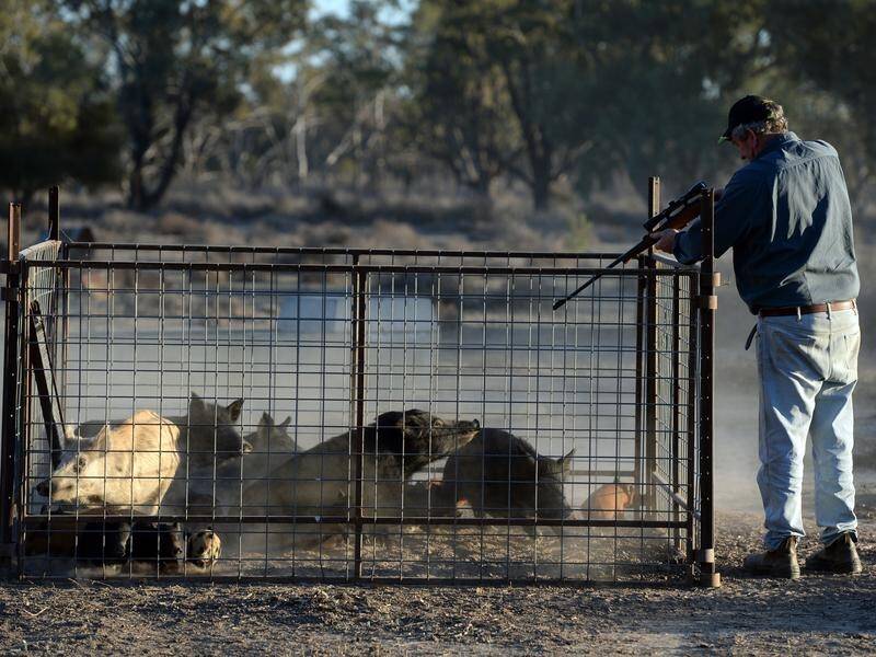 More than 97,000 feral pigs have been culled in NSW in the past year, but numbers are still rising. (Dan Peled/AAP PHOTOS)