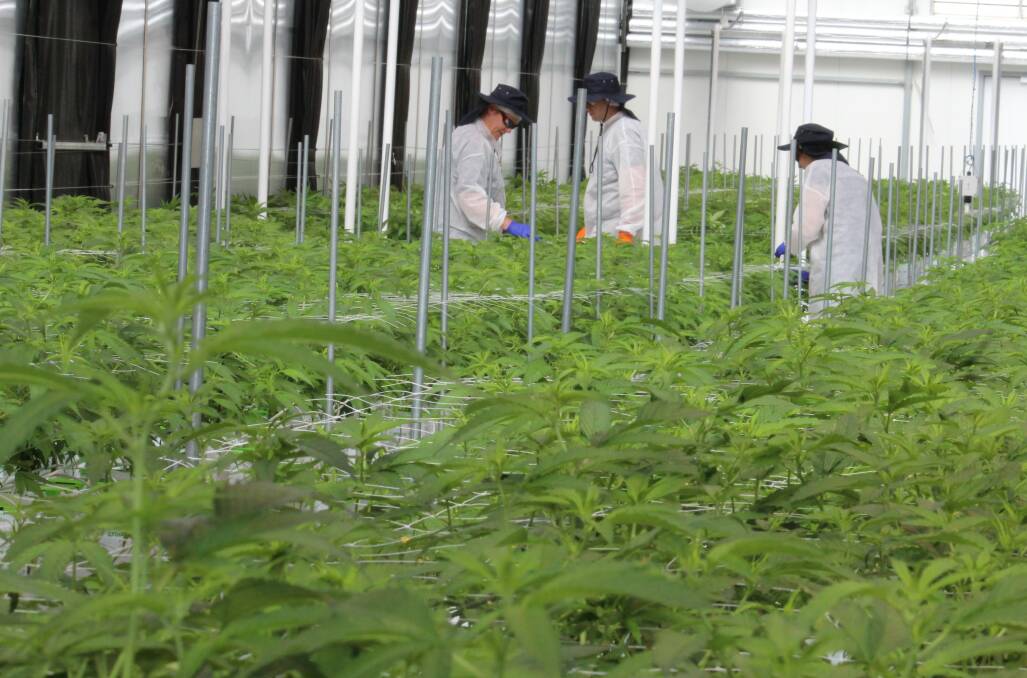 GARDENING: Workers at Armidale's medicinal cannabis factory tend to mature plants in a greenhouse.