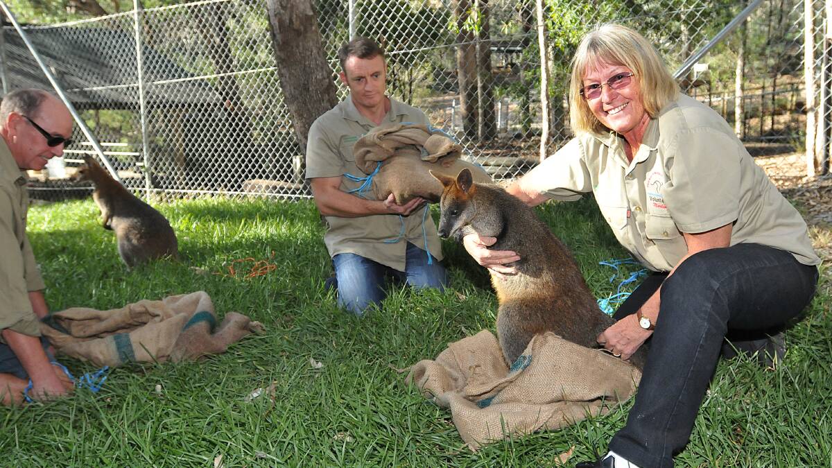 PARK FRIENDS: Charles Impey, left and Marilyn McGregor, release the wallaby joeys into their new home in Tamworth. Photos: Geoff O’Neill 160514GOE08 INSET – WELCOME: This little bloke is one of three new wallaby joeys which arrived at their new home in the Tamworth Marsupial Park yesterday. 160514GOE08