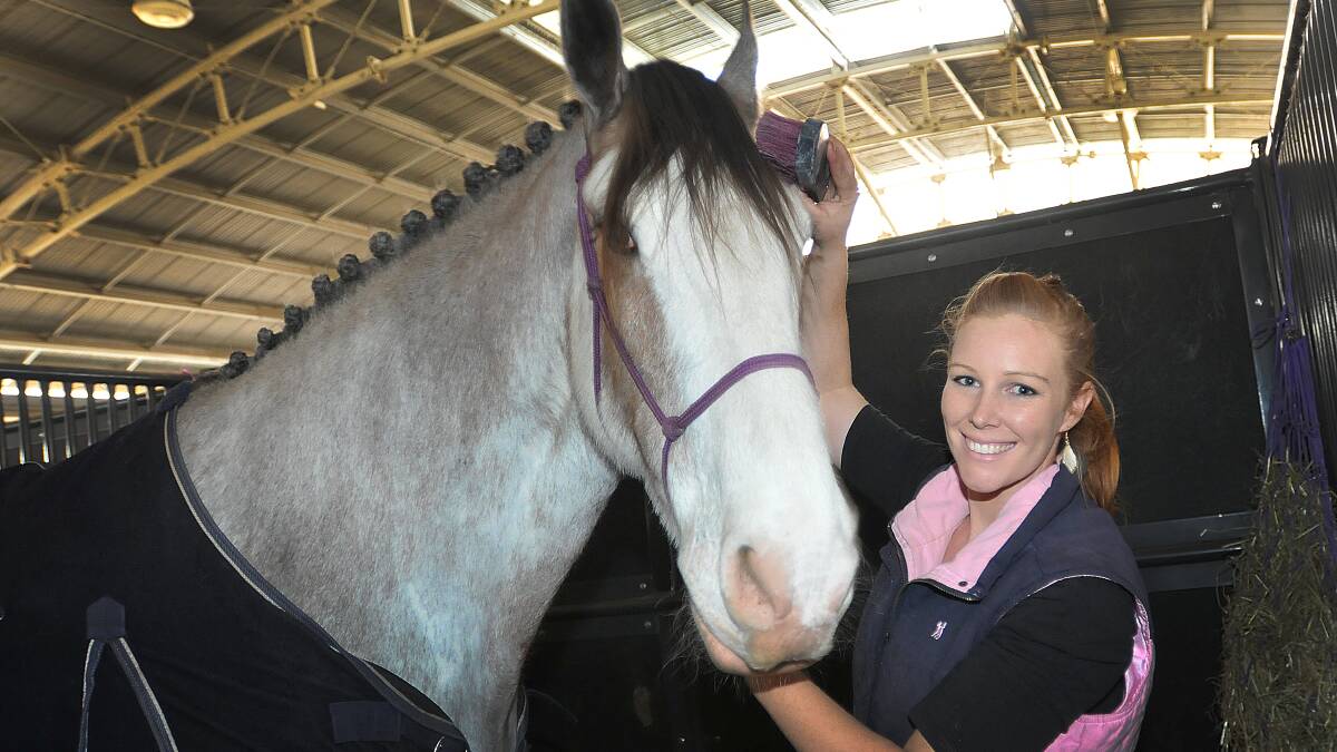 Ashley Kelly (Sydney) preparing for the eventing competition with her Clydesdale George. Photo: Geoff O'Neill 160814gob02