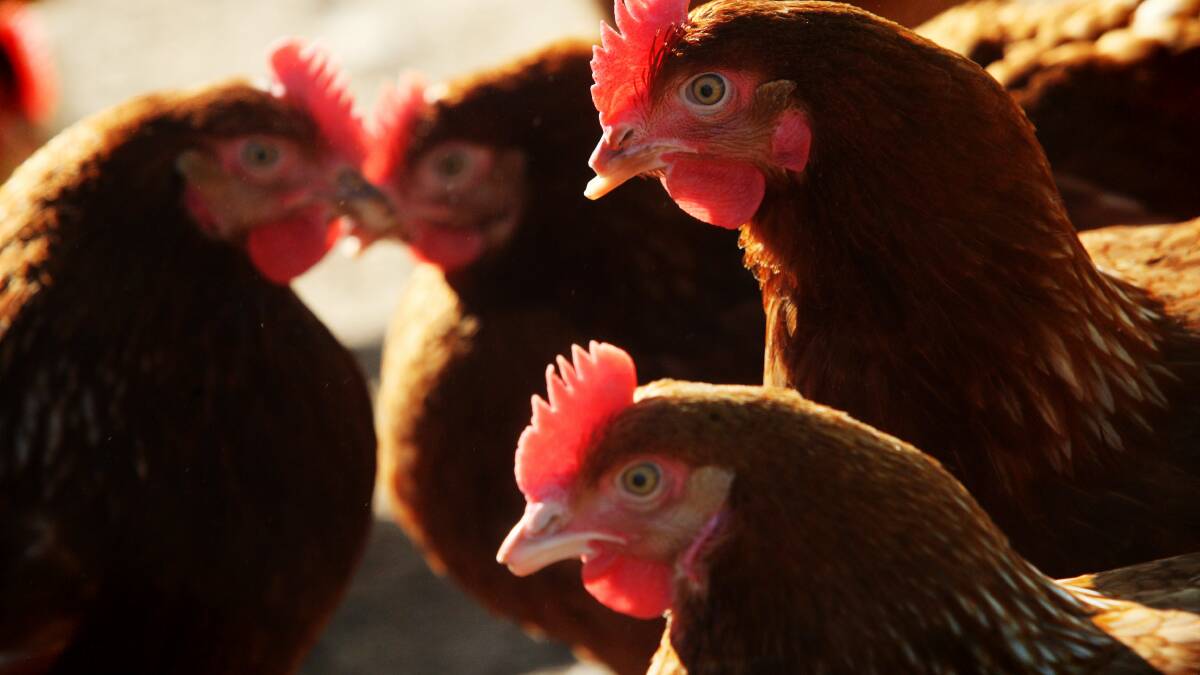 Chicken farms worth $100m to Tamworth