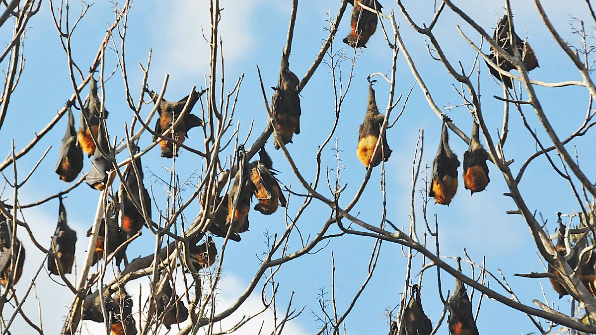 HANGING ABOUT: Flying foxes pictured in King George Ave in Tamworth this week. The animals are back in the news for all the wrong reasons after the state’s first equine Hendra virus fatality for the year. Photo: Geoff O’Neill 250614GOF03