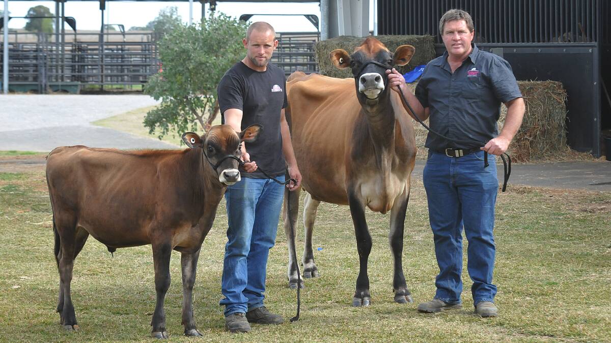 JERSEYS FOR SALE: Tomorrow, buyers from as far away as Victoria and Queensland are expected to have the extremely rare chance of buying a Shirlinn Jersey in the stud’s first sale in 25 years. Son Todd, left, and dad Brian Wilson show off Black Ice (lot one) and Tequila Snowflake (lot three). Photo: Geoff O’Neill 200514GOC01