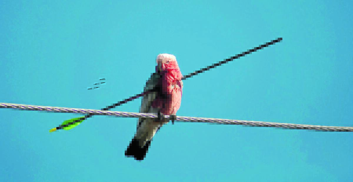 TARGETED: The galah with the arrow through its chest.