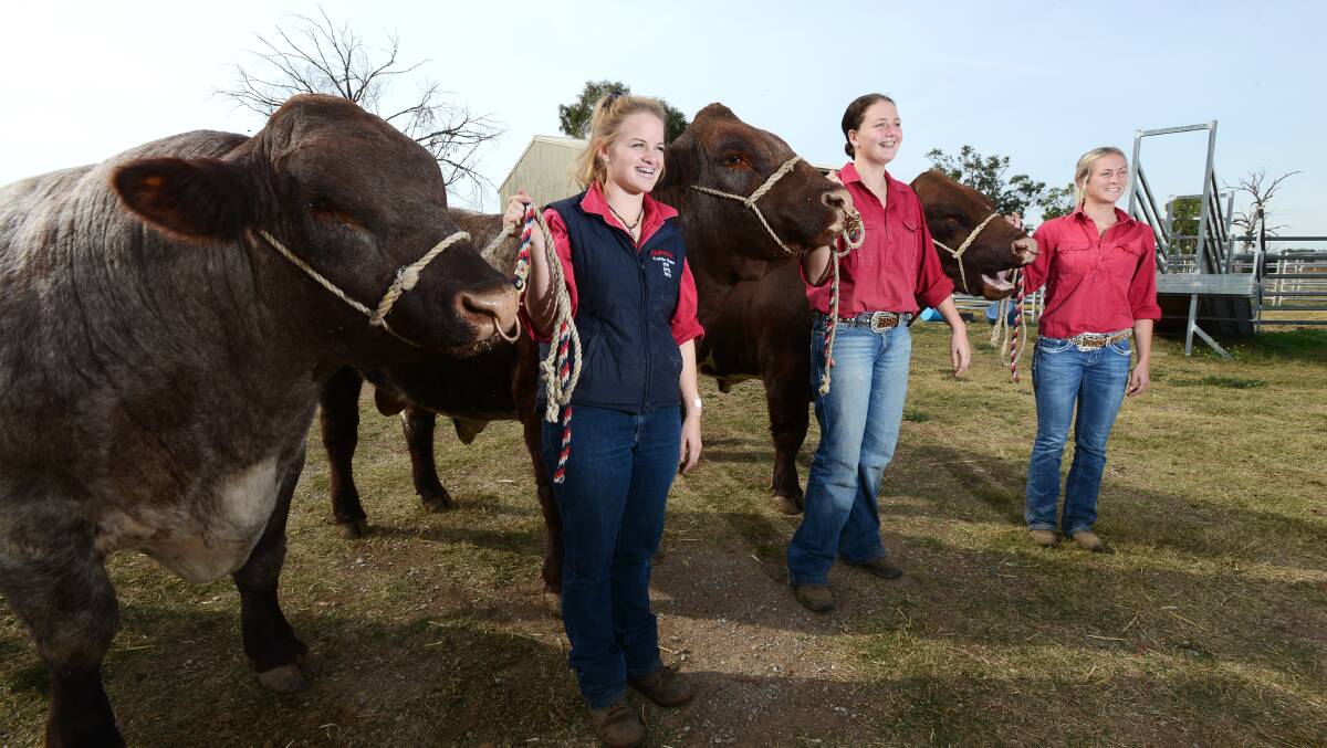 BULL-BUSTING: Pictured at Calrossy's Tangara stud last Friday were, from left, Year 11 students Katrina Skewes, Steph Murphy and Claudia Nielsen with three of the bulls they're taking to Dubbo. Photo: Barry Smith 300514BSD09