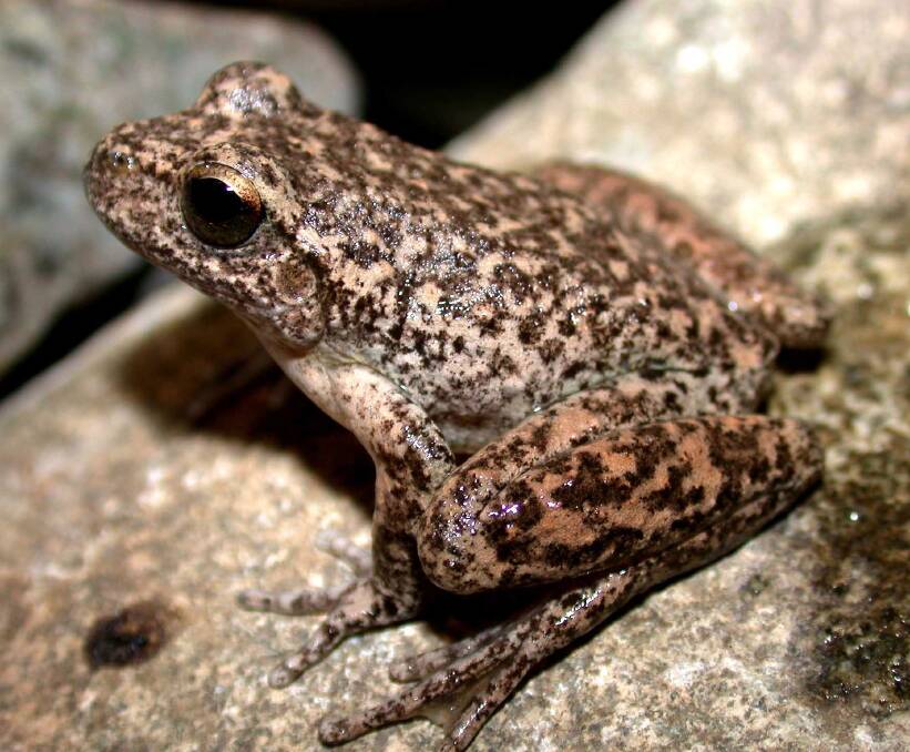 The endangered Booroolong frog