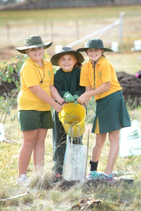 WATER IS LIFE: Tamworth South students Avryl Gattenhof, Tia Cook and Skye Tufrey water some trees they’ve just planted. 280514BSC05