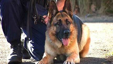 Push to extend police dog stay