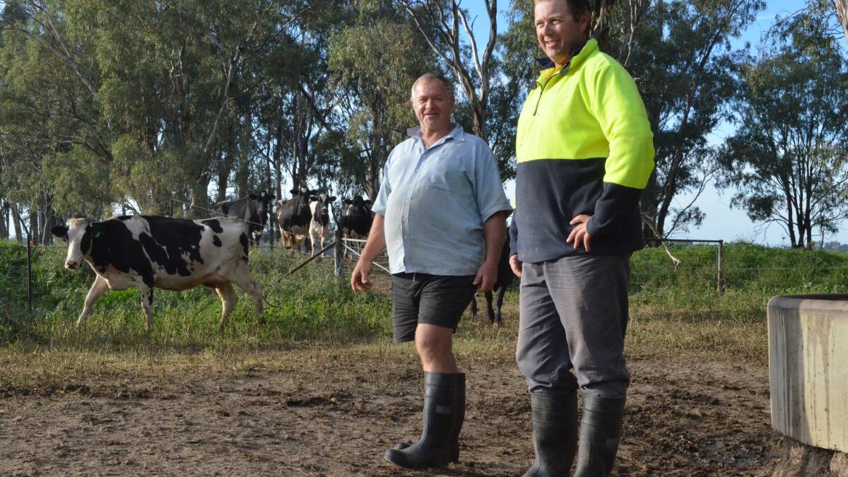 Fourth generation dairy farmer Anthony Alley with his dad, Ian Alley. Photo: DANIELLE BUCKLEY