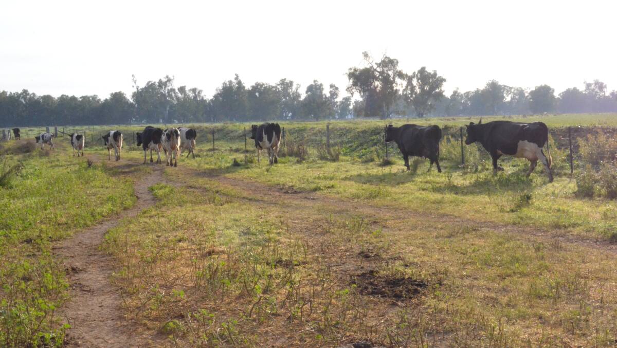 Twice a day the cattle are walked from the dairy back to their strip feed grazing area. Photo: DANIELLE BUCKLEY