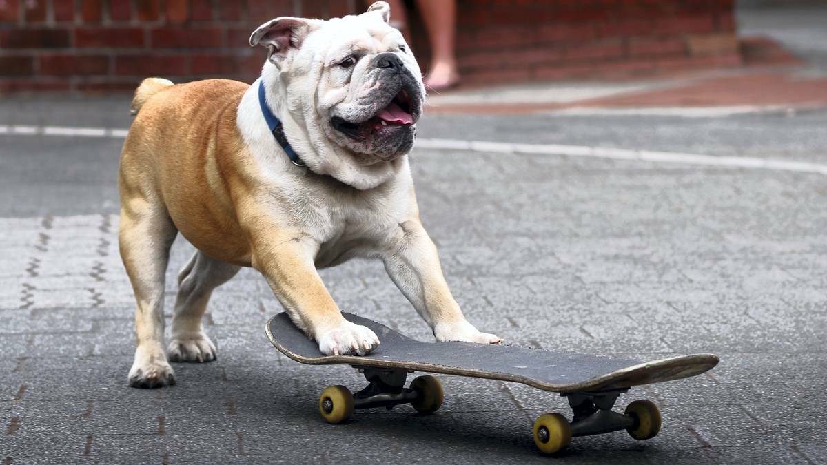 Skateboard-loving bulldog Griffen has been turning heads in Launceston's Quadrant Mall with his skate skills.