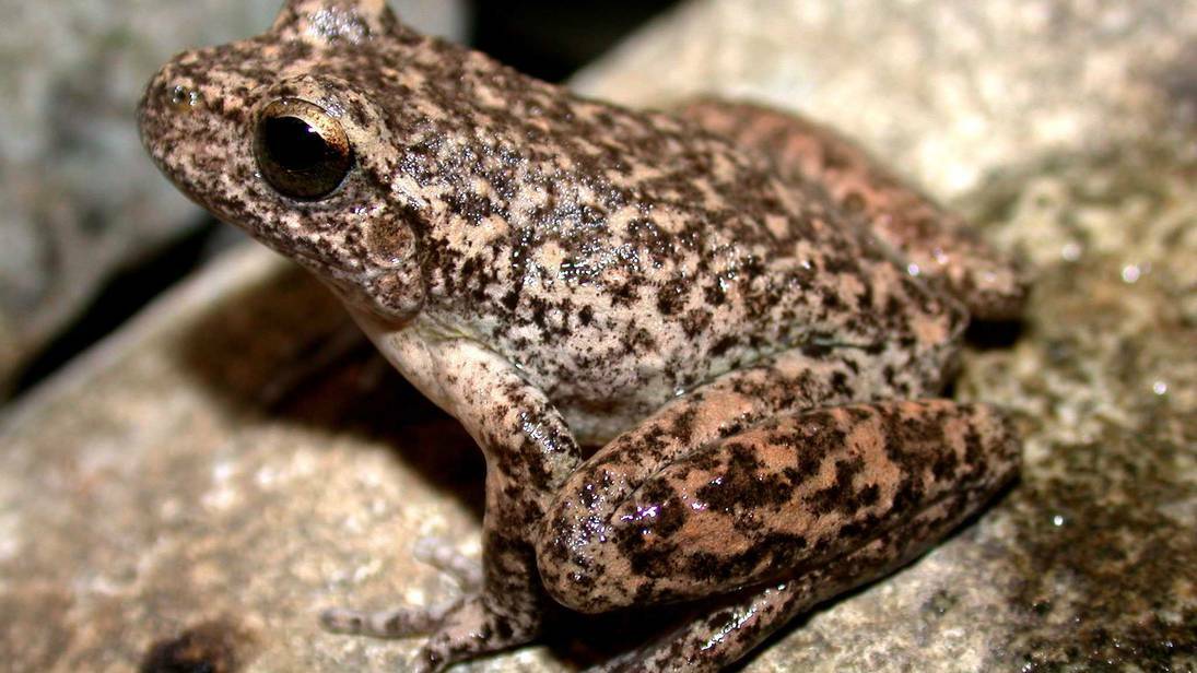 The Booroolong frog