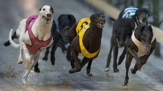 Call to reverse ban -greyhound owners blast NSW Premier