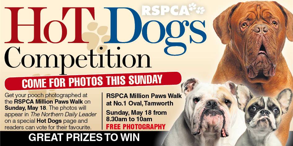 COMPETITION: Is your dog a Hot Dog? You could win!