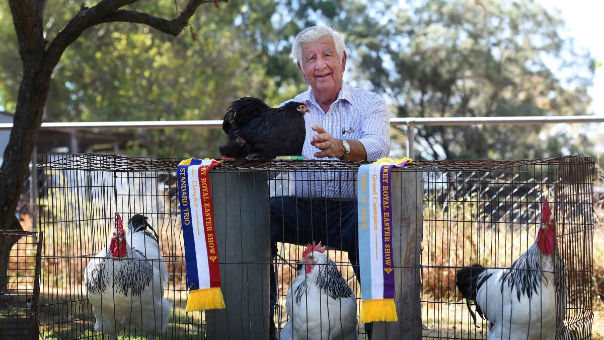 CHOOK CHAMPION: Peter Smith’s black pekin bantam was the Grand Champion bird at this year’s Sydney Royal Easter Show, an award named in the breeder’s honour. Photo: Gareth Gardner 010416GGD01