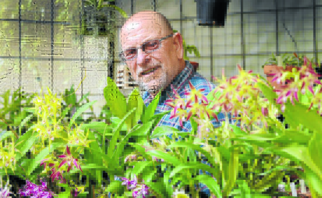 NATIVE MAN: Jack van Hest loves his native orchids and will have plenty on display at Tamworth Shoppingworld at the Spring Orchid Show. Photo: Barry Smith 080915BSA08