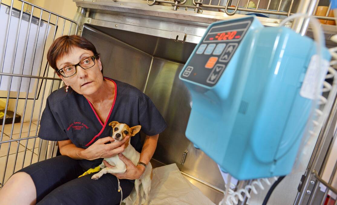 INTENSIVE TREATMENT: Marius Street Small Animal Vet Clinic’s Dr Robyn Edelston with Sophie (who doesn’t have parvo) is on an IV, similar to the treatment that dogs with parvo would have to undergo. Photo: Barry Smith 101214BSB02