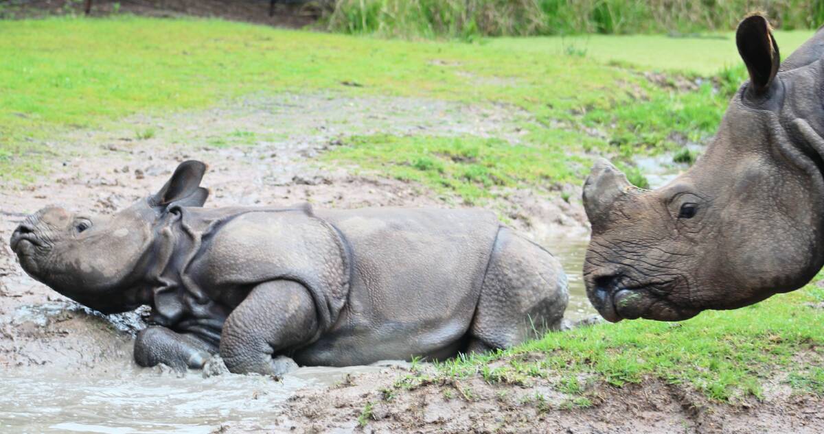 LITTLE PRINCE: Greater One-Horned Rhino calf Rajah is one of three to be born at Taronga Western Plains Zoo in the last year. Photo: IAN ANDERSON