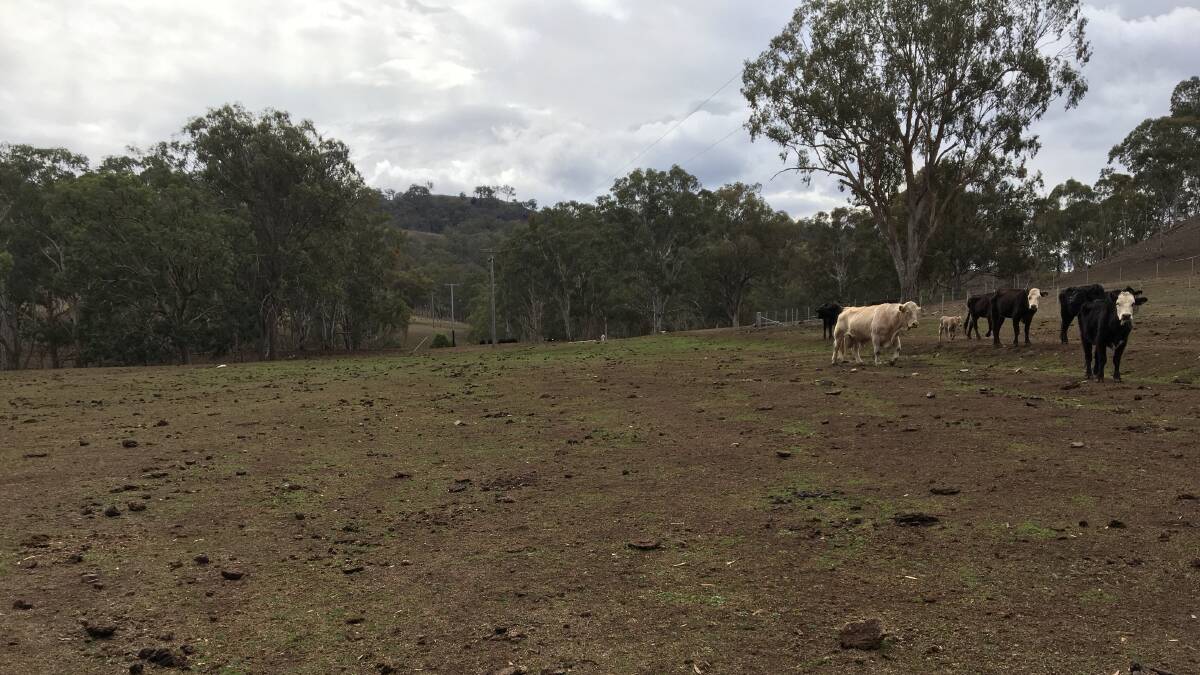 Big dry: A cattle farm at Blandford in the Upper Hunter on Tuesday.