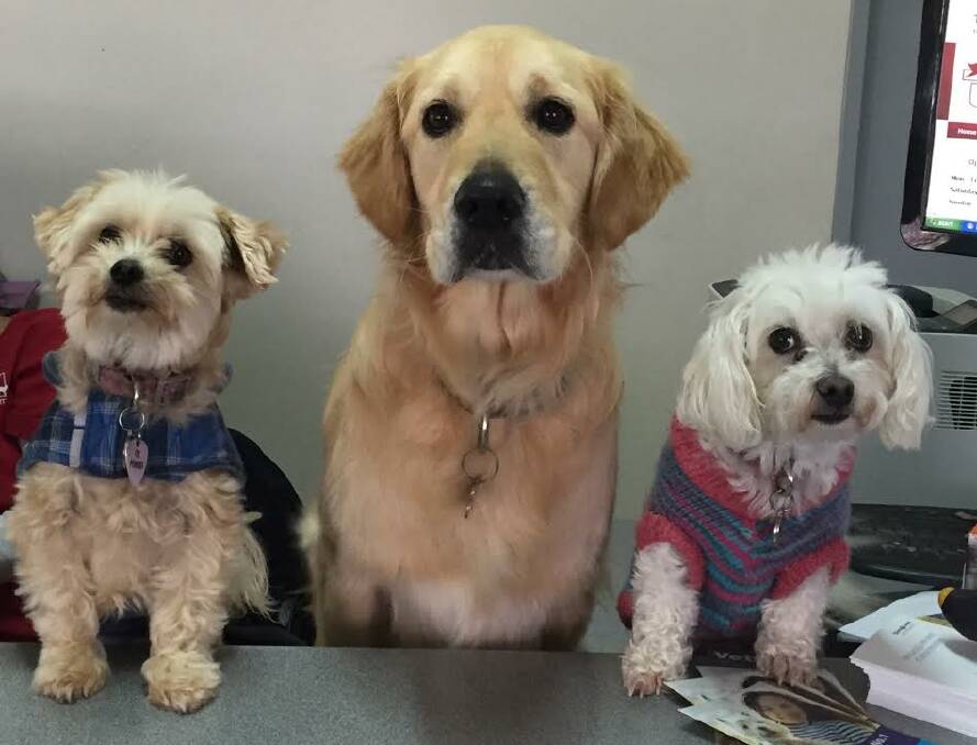 CUTIES: Peanut, George and Bella posed for the camera. Photo: Alison Neef 