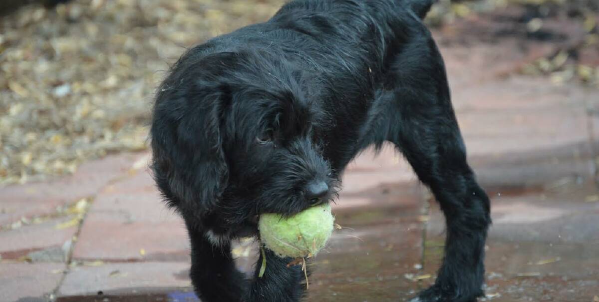 PLAY TIME: Bonnie the Labradoodle. Photo:Clare Willson