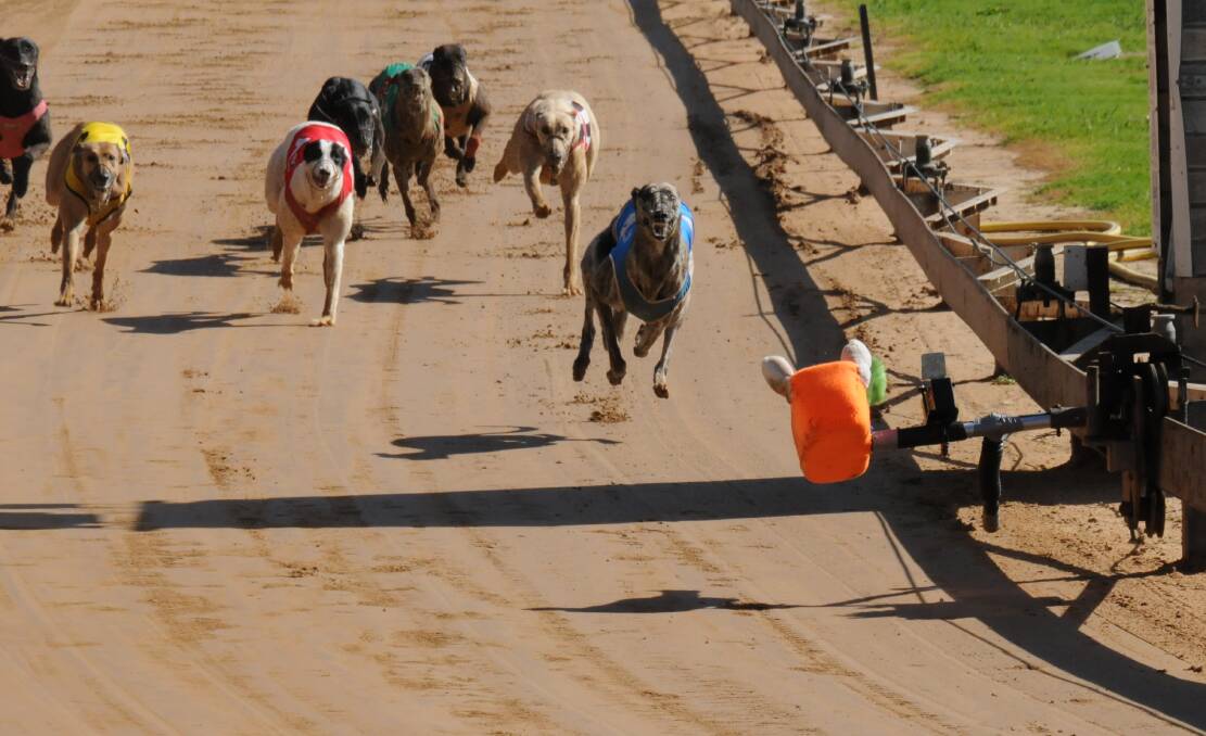 CLEAR-CUT: Cash Model jumps to a comfortable lead before recording a winning margin of 4.75 in race nine at the Gunnedah Greyhound Racing Track on Saturday.