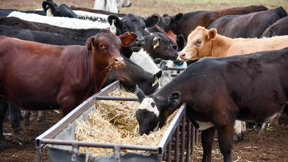 Rain helps cattle punt pay off