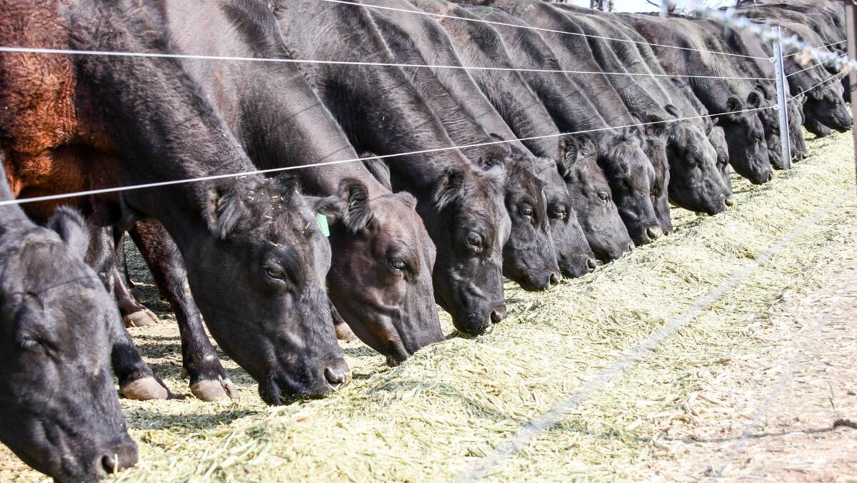 How seedstock herds are hanging on