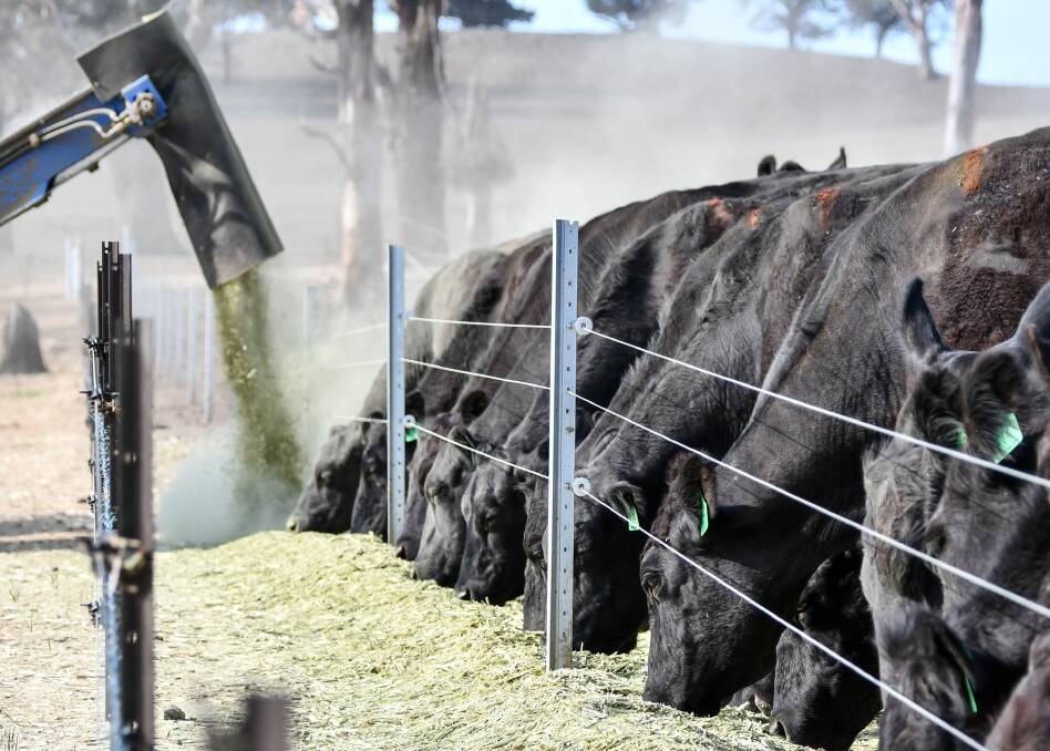 How seedstock herds are hanging on
