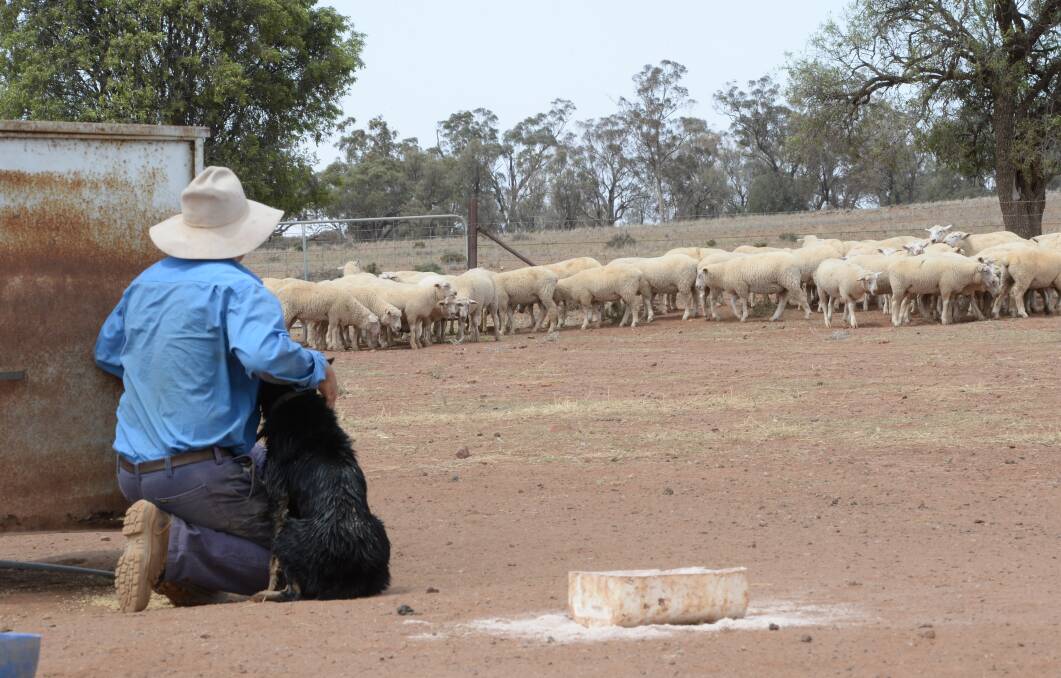 Producers are taking up a new livestock finance plan allowing them to continue purchasing stock in the current season or rebuild when rain arrives. Photo: Rachael Webb 