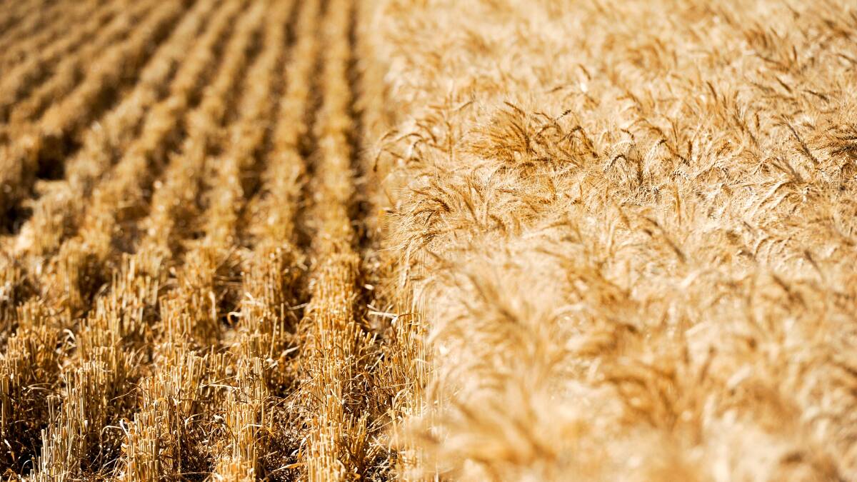 The wheat was averaging 5.4tonne/ha. 