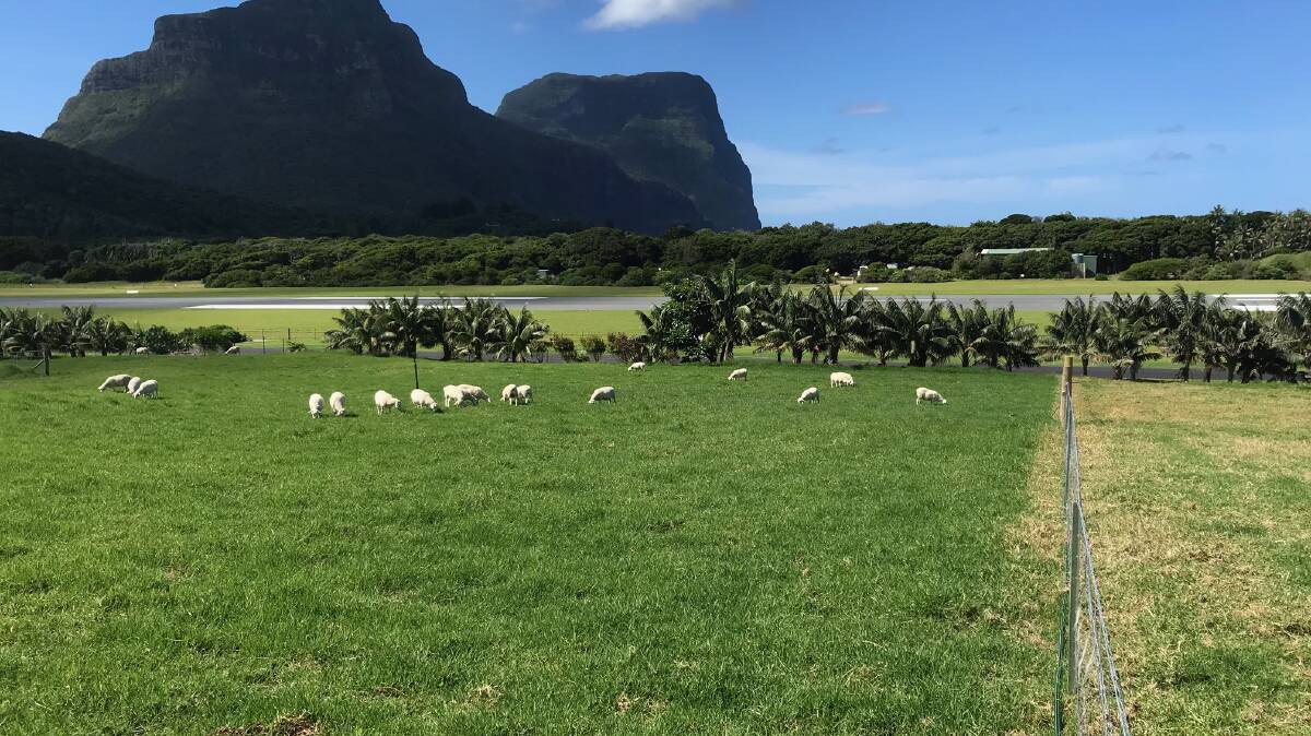 New England sheep become first on Lord Howe Island in 50 years