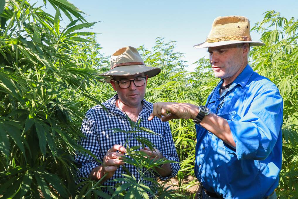 Adam Marshall with Dion Biggs at Ross Munro's property where medicinal hemp is being grown. Photo: Supplied 