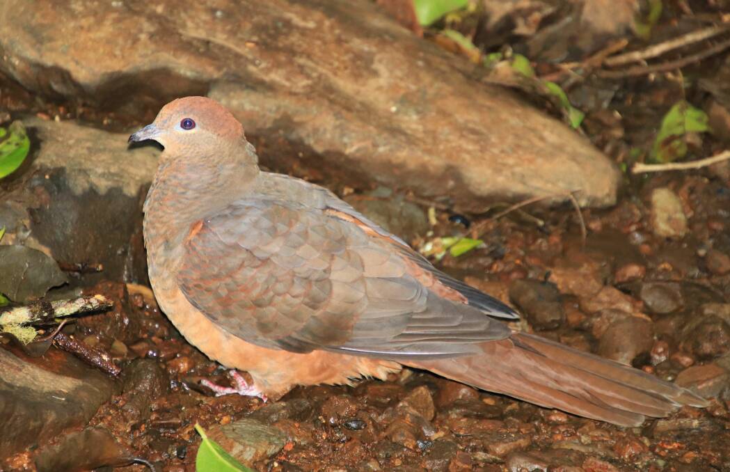 Forest dweller: The brown cuckoo dove has lost much of its former habitat.