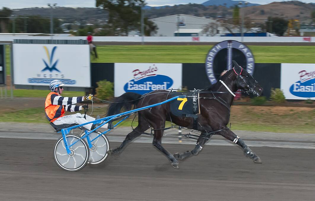 Good boy: He's Our Boy and Dan Morgan heading to the line for career win number seven at Tamworth last week.
