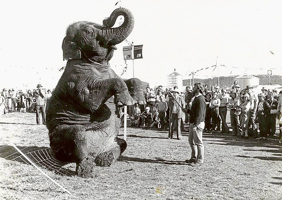 In 1978, Australian Wire Industries brought an elephant to its site.