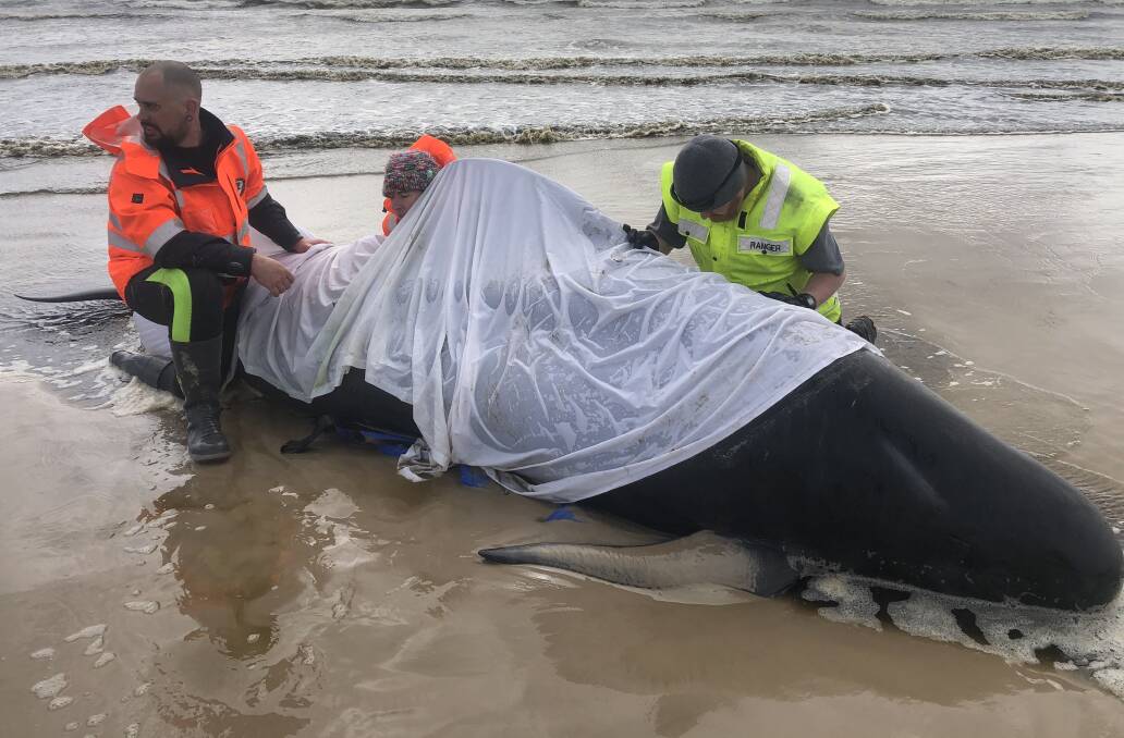 Hundreds of whales are expected to die as a result of the mass stranding event at Macquarie beach. Picture: Tasmania Police 