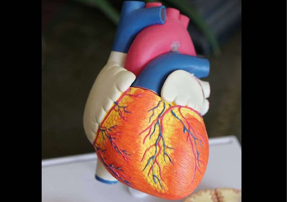 Model of a heart. Image by Robina Weermeijer, Unsplash