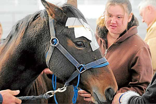 HORSE HELP: Naomi Brown gets hands-on with Doc the therapy horse at AELEC this week. Photo: Robert Chappel 160512RCB01