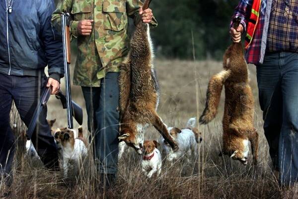 Shooting laws in crosshairs: Tamworth green groups, hunters at odds