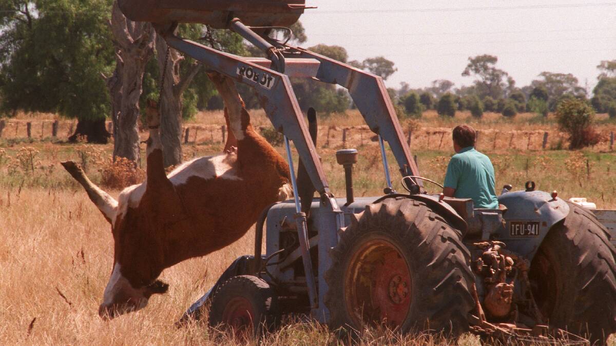 A cow killed by anthrax is disposed of during an outbreak in Tatura, Victoria, in 1997. Photo: ANDREW DE LA RUE