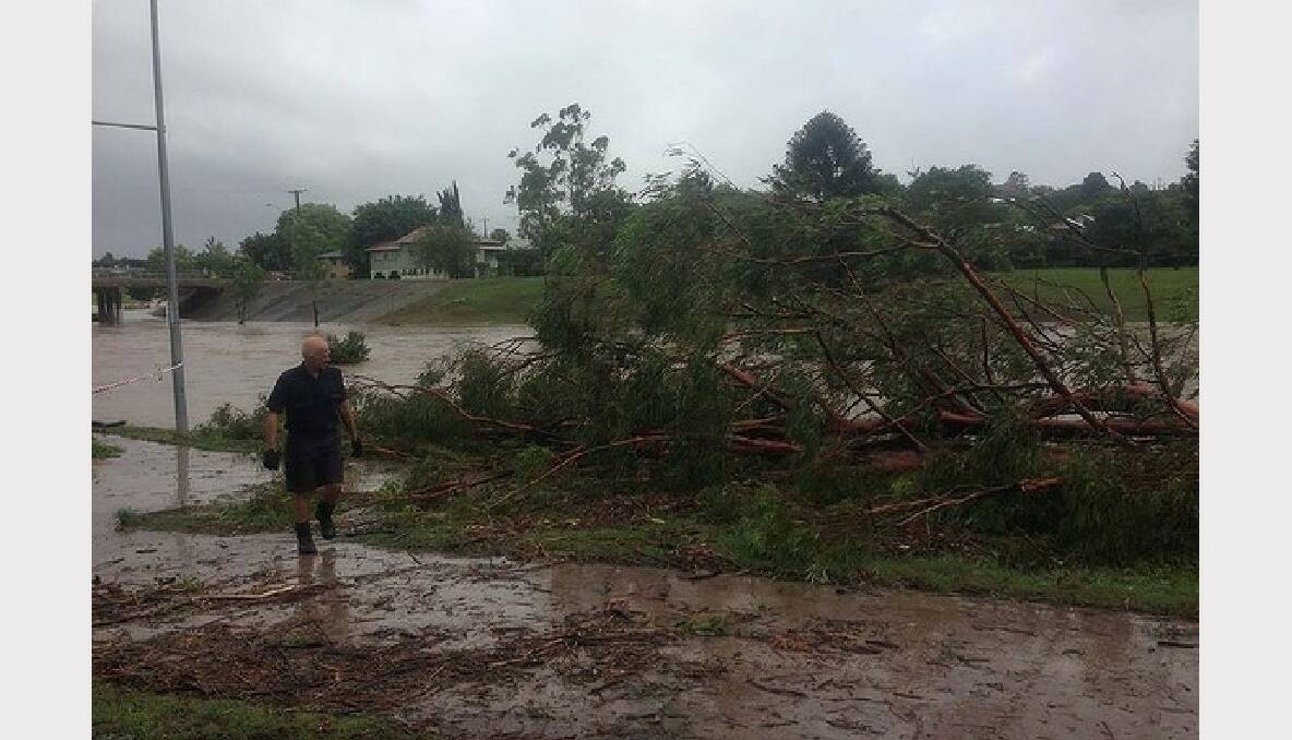Off duty Enoggera firefighter Greg Thistleton with the tree that trapped a lady this morning. Photo: Amy Remeikis