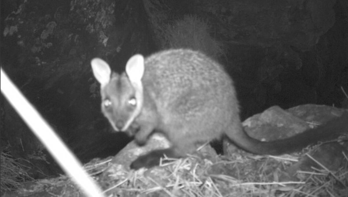 ALIVE: An infrared camera image of the endangered brush-tailed rock wallaby, which has survived the devastating fires in the Warrumbungle National Park.