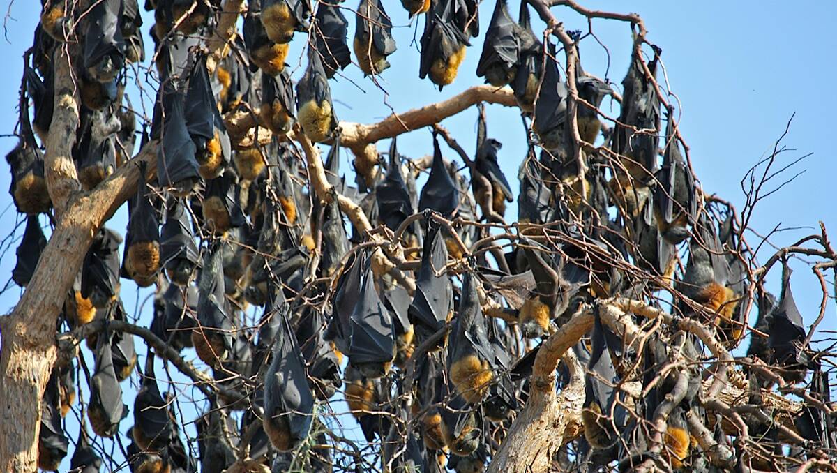 STANDING ROOM ONLY: The bats near King George V Ave. Photo: Ray Woods.