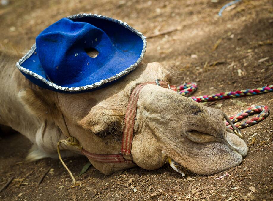 A camel takes a dose in the heat of the day. Photo: Nicholas Smith