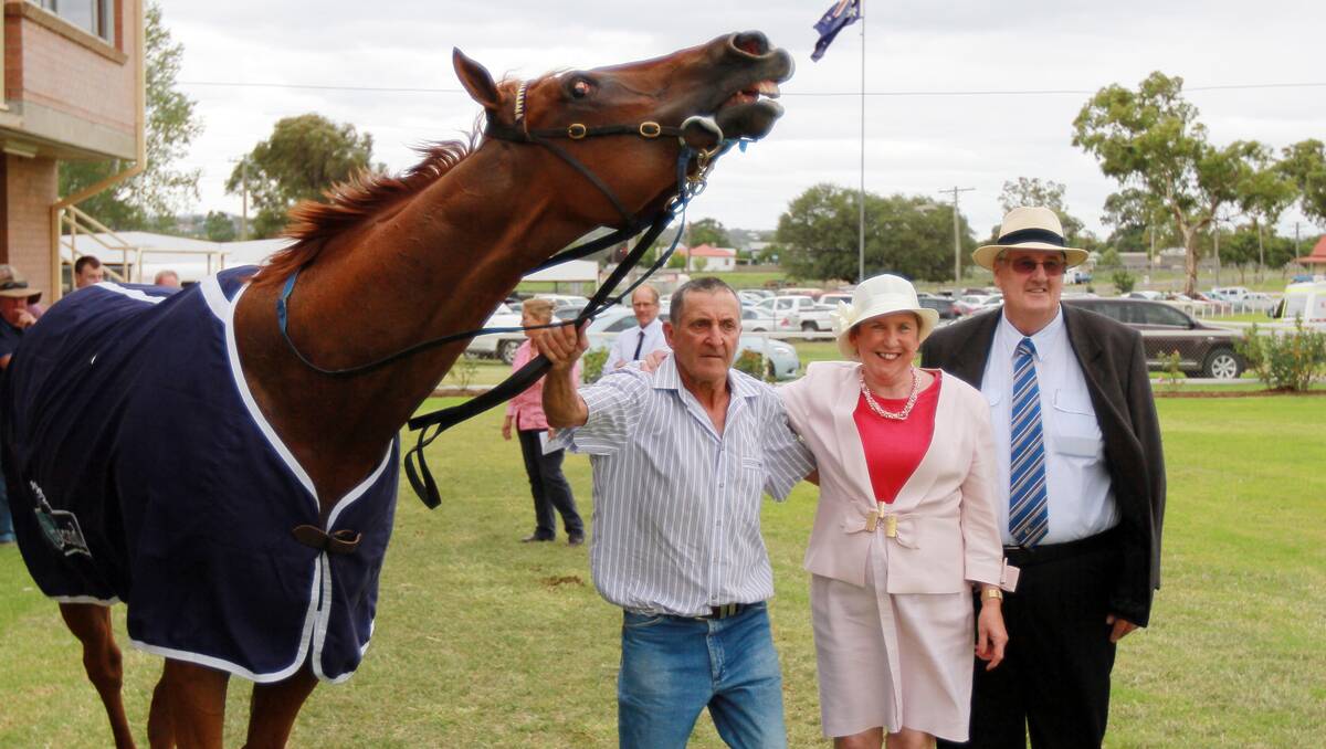 The Jackal proves a handful for owner Paul St Vincent, pictured with Lightning sponsors David and Julie Green after the old stager’s brilliant victory at Quirindi yesterday. Photo: Rob Chappel 220213RCC41