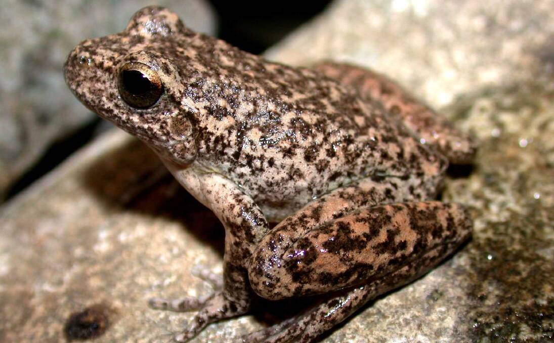 SPANNER IN THE WORKS: The endangered Booroolong frog is being blamed for holding up completion of the $45 million expansion of Chaffey Dam.