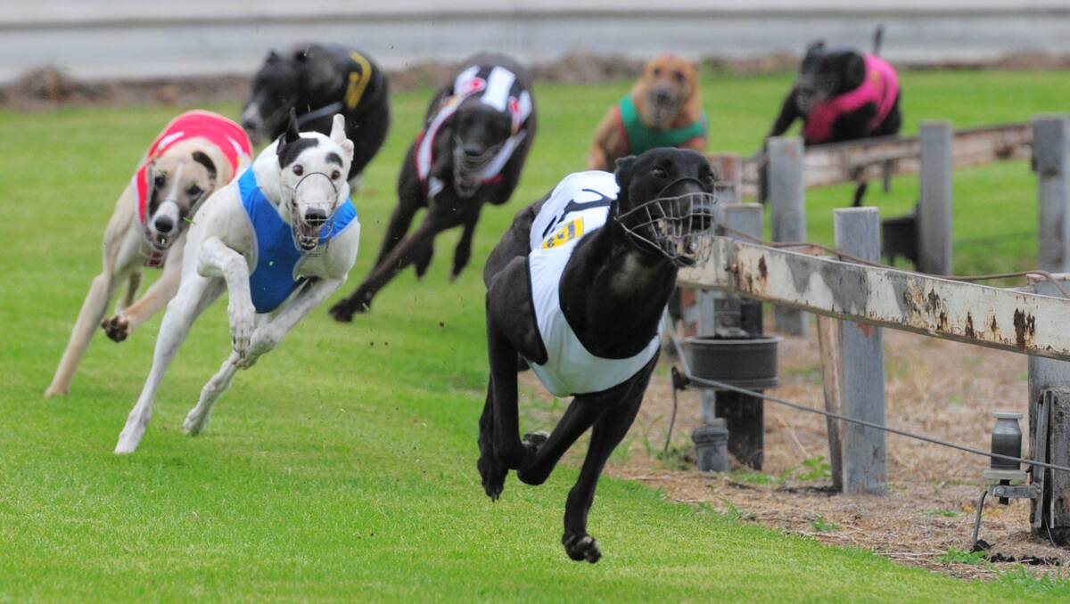 Ripped Unit leads and wins at Tamworth on Saturday. Photo: Barry Smith  151212BSF03