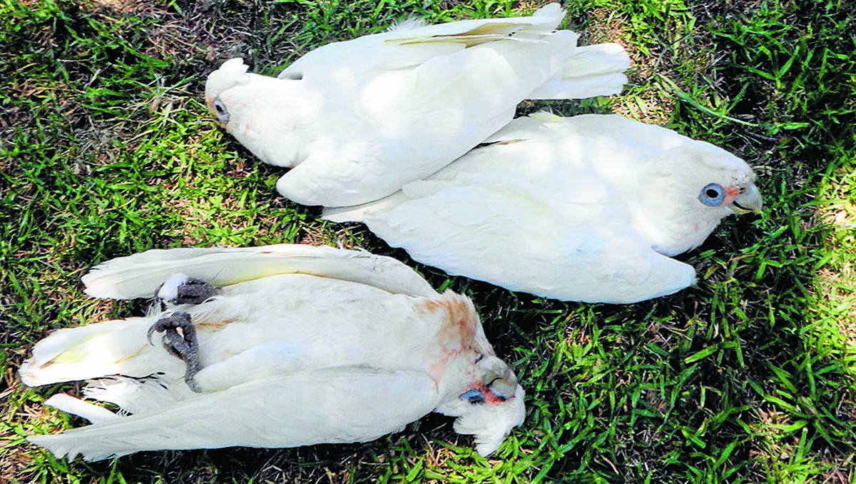 POISONED: One dead and two dying corellas were among 200 of the native birds found poisoned in Armidale yesterday.